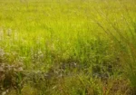 50By100 Plot in Lanet Kamfarm Only 500m From Tarmac at 2.5M