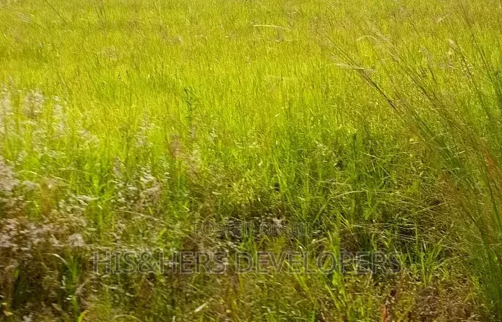 50By100 Plot in Lanet Kamfarm Only 500m From Tarmac at 2.5M