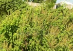 50By100 Plot in Lanet Kamfarm Only 500m From Tarmac at 2.5M
