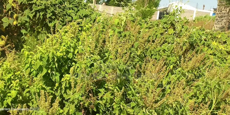 50By100 Plot in Lanet Kamfarm Only 500m From Tarmac at 2.5M