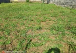 50By100 Plot in Lanet Kamfarm Only 500m From Tarmac at 2.5M