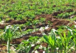 11 Acres at 1.3M Per Acre Has Title Deed in Lower Subukia Limuru