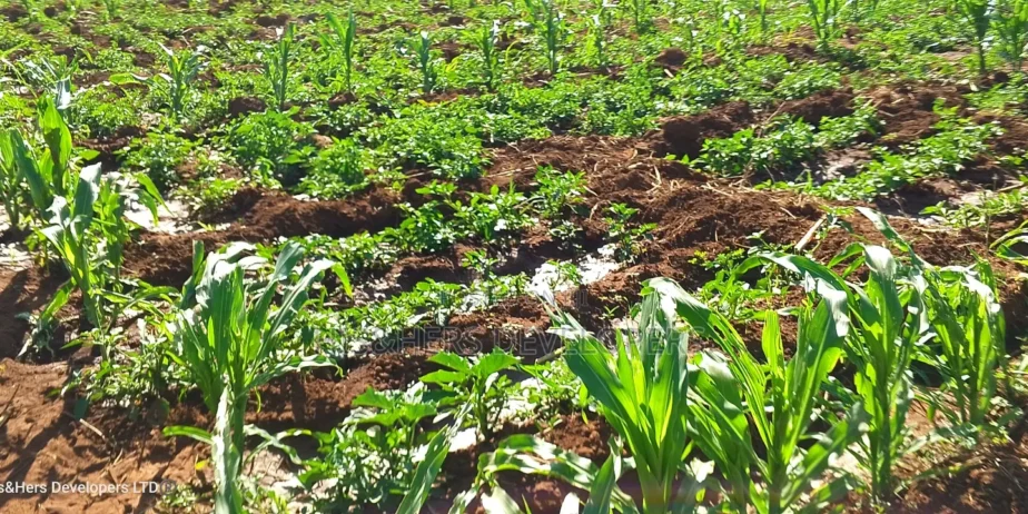 11 Acres at 1.3M Per Acre Has Title Deed in Lower Subukia Limuru