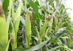 QUICK SALE: 10 Acres In Marana Subukia At KES 800K Per Acre