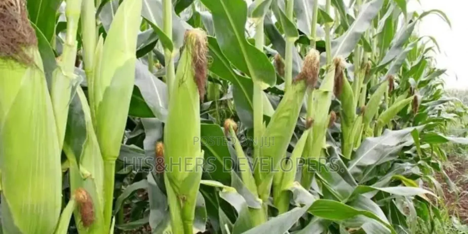 QUICK SALE: 10 Acres In Marana Subukia At KES 800K Per Acre