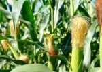 QUICK SALE: 10 Acres In Marana Subukia At KES 800K Per Acre