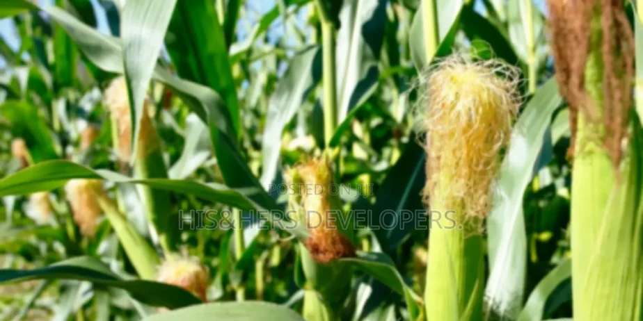 QUICK SALE: 10 Acres In Marana Subukia At KES 800K Per Acre