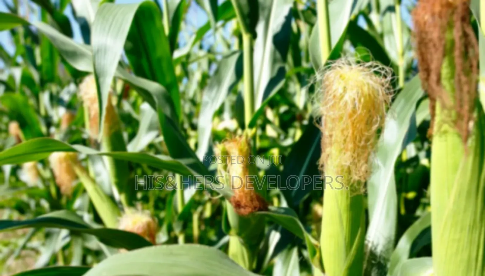 QUICK SALE: 10 Acres In Marana Subukia At KES 800K Per Acre