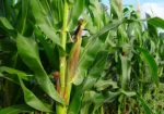 QUICK SALE: 10 Acres In Marana Subukia At KES 800K Per Acre