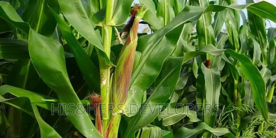 QUICK SALE: 10 Acres In Marana Subukia At KES 800K Per Acre