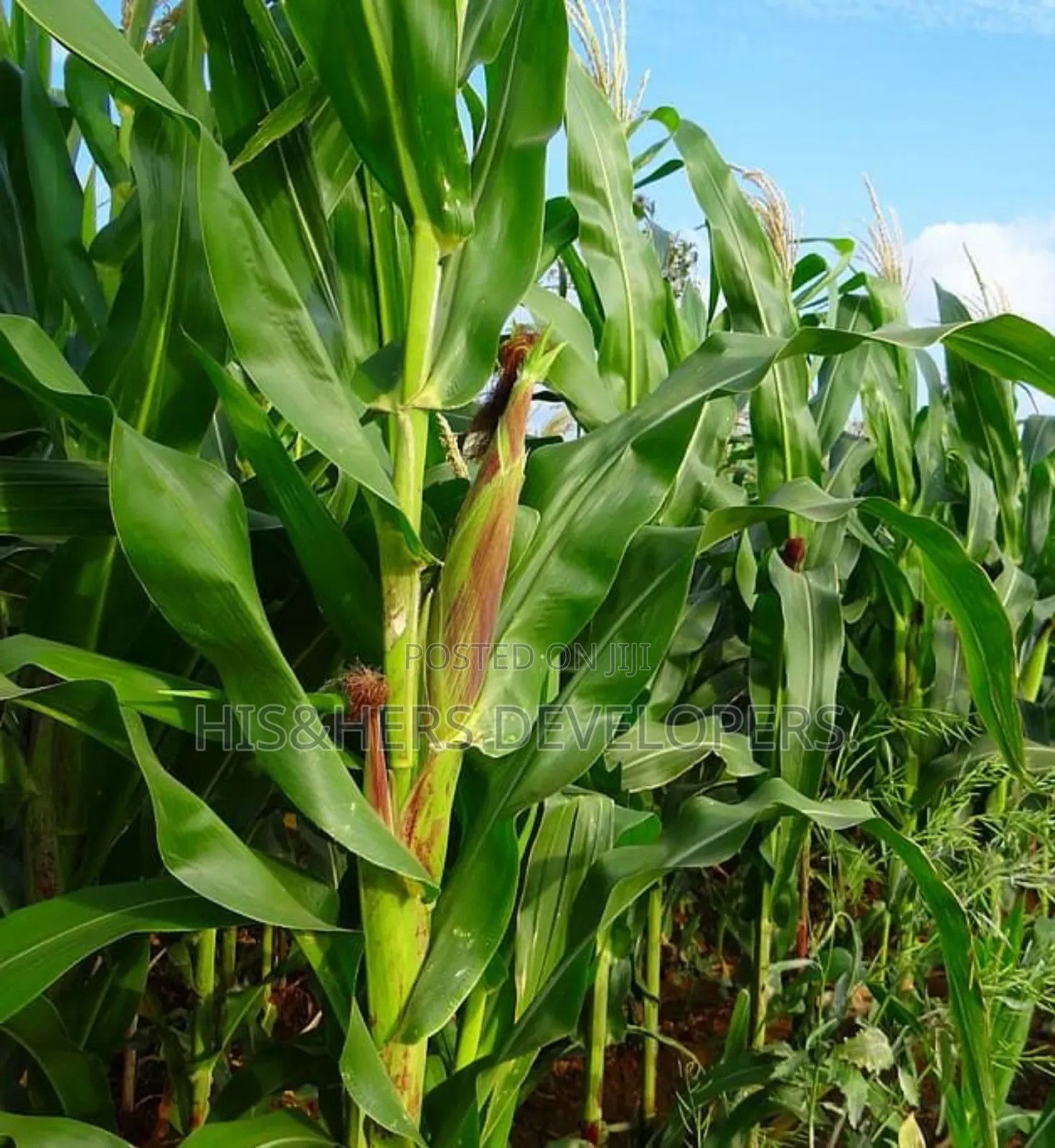 QUICK SALE: 10 Acres In Marana Subukia At KES 800K Per Acre