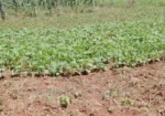 5 Acres for Sale in Subukia Polepole Area at 700k per Acre