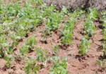 5 Acres for Sale in Subukia Polepole Area at 700k per Acre