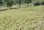 5 Acres for Sale in Subukia Polepole Area at 700k per Acre