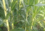 Quick Sale 4 Acres in Suswa Subukia, Nakuru at 600,000 Per Acre