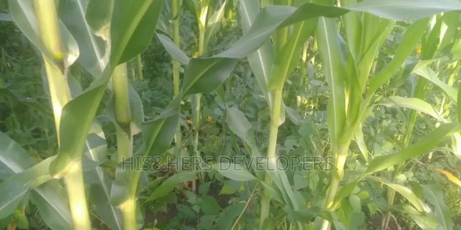 Quick Sale 4 Acres in Suswa Subukia, Nakuru at 600,000 Per Acre