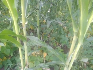 Suswa.2