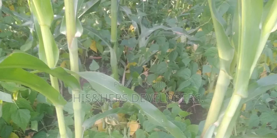Quick Sale 4 Acres in Suswa Subukia, Nakuru at 600,000 Per Acre