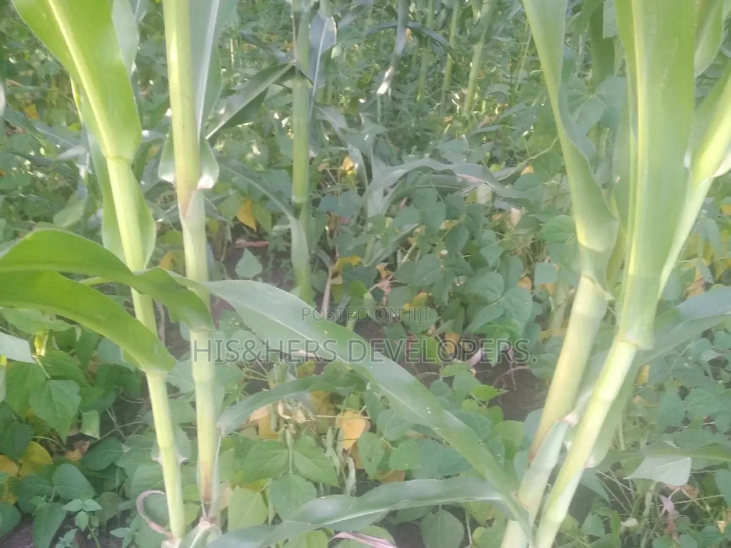 Quick Sale 4 Acres in Suswa Subukia, Nakuru at 600,000 Per Acre