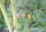 Quick Sale 4 Acres in Suswa Subukia, Nakuru at 600,000 Per Acre