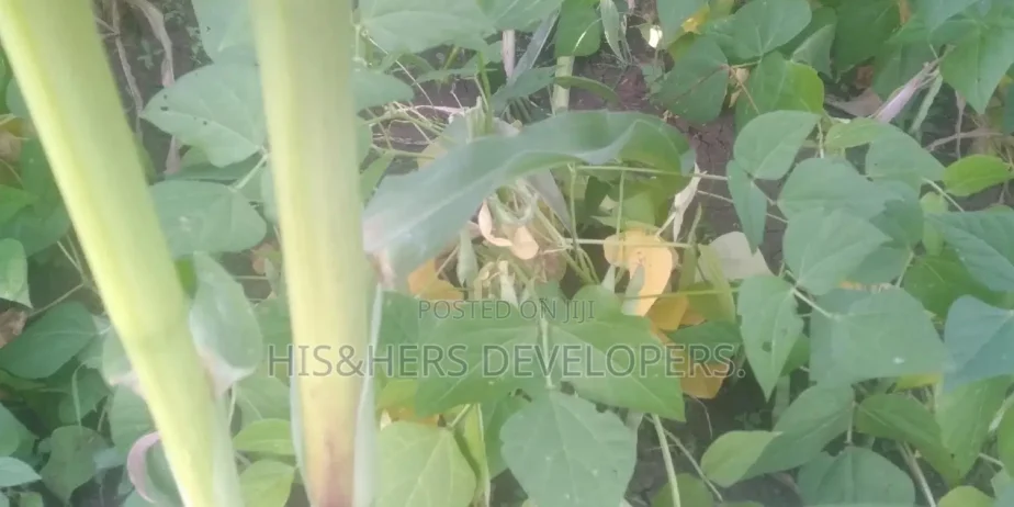 Quick Sale 4 Acres in Suswa Subukia, Nakuru at 600,000 Per Acre