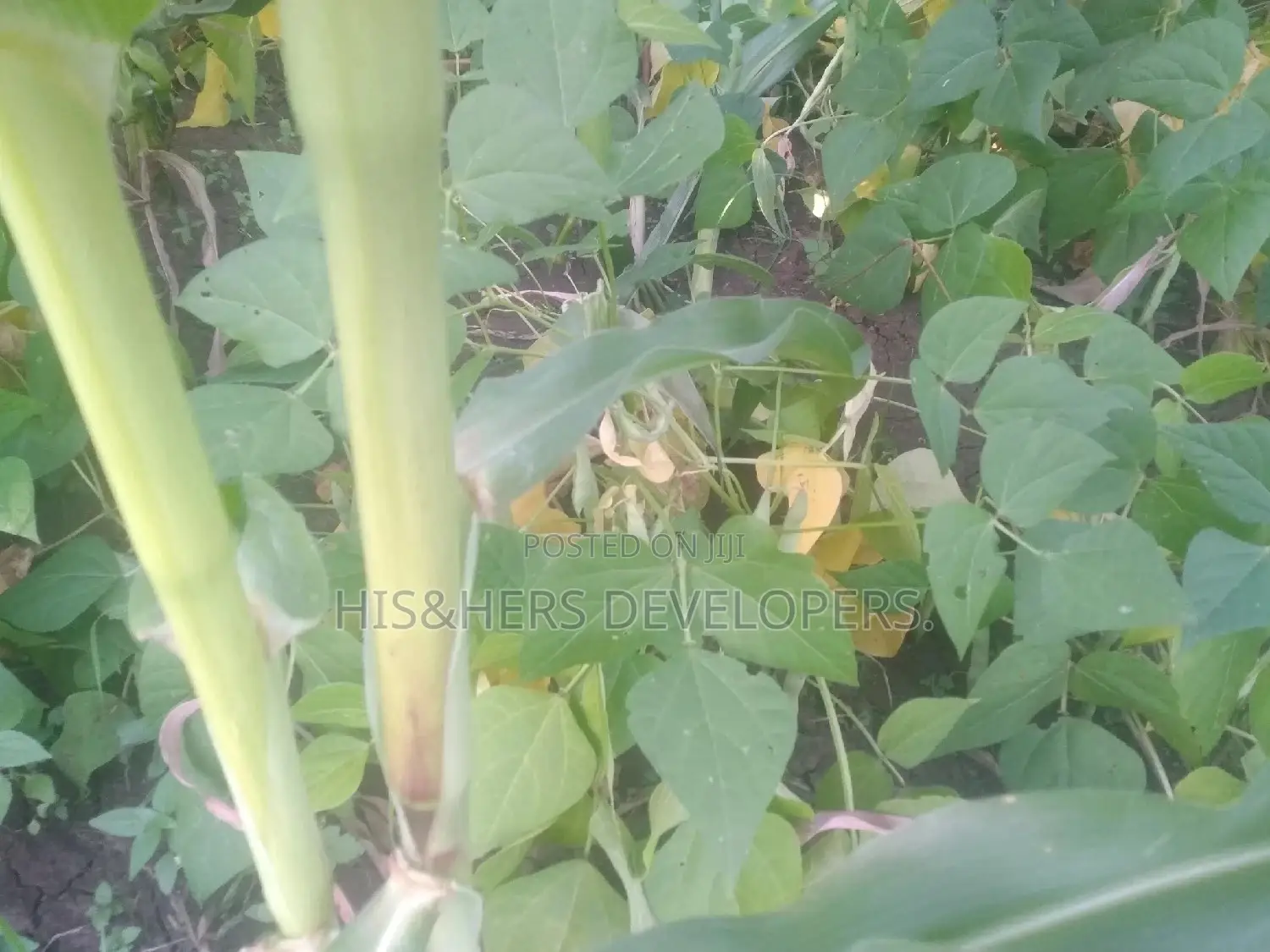 Quick Sale 4 Acres in Suswa Subukia, Nakuru at 600,000 Per Acre