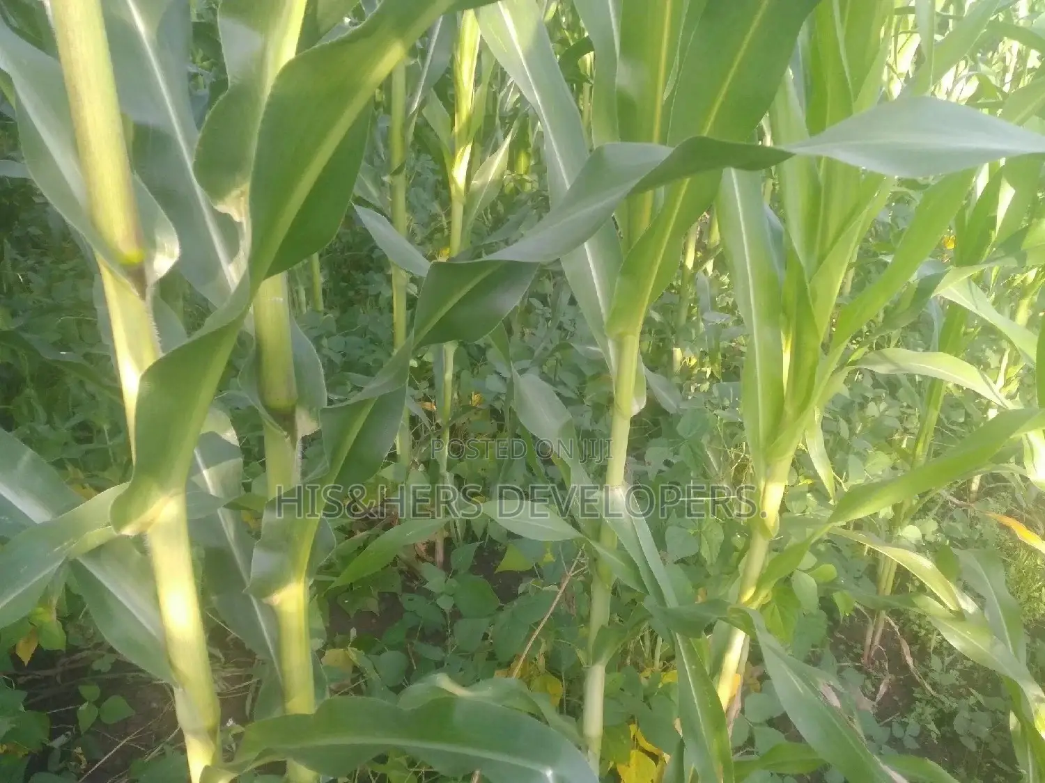 Quick Sale 4 Acres in Suswa Subukia, Nakuru at 600,000 Per Acre
